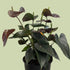 Anthurium Burgundy (3 plants) - The Flower Crate