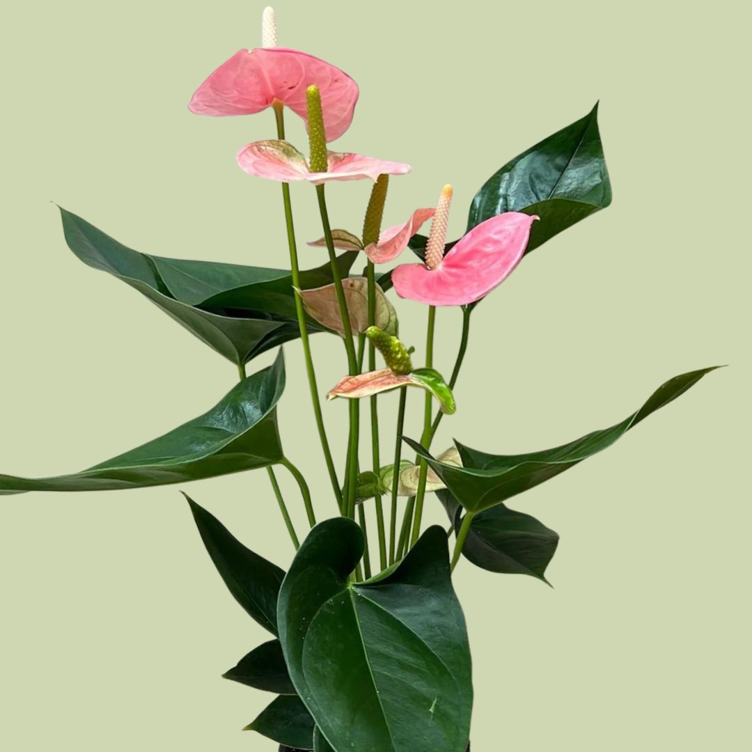 Anthurium Joli Pink - The Flower Crate