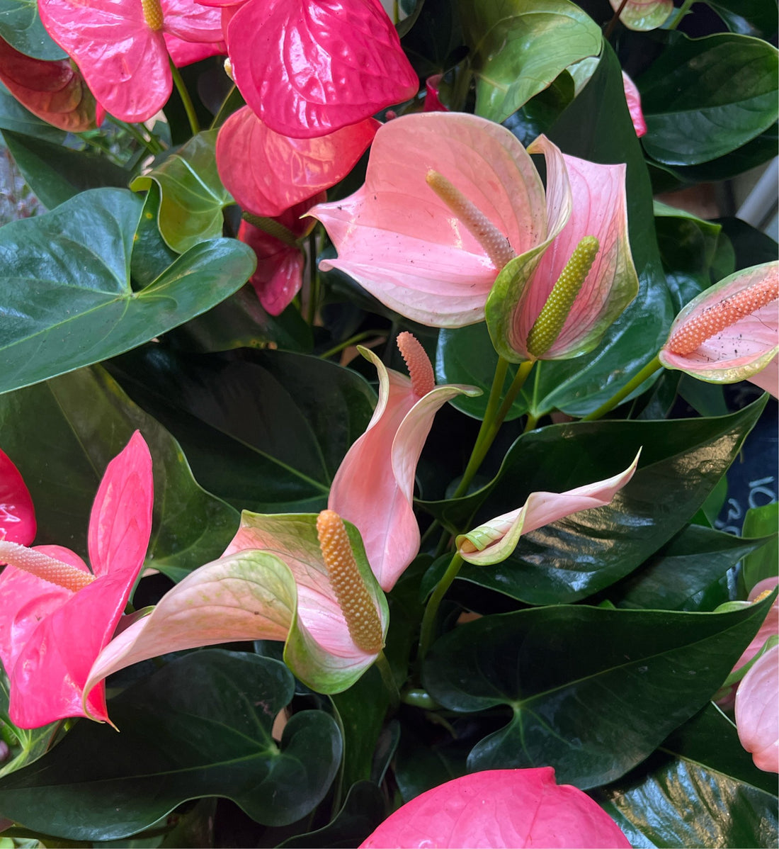 Anthurium Sp. Pink Shades - The Flower Crate