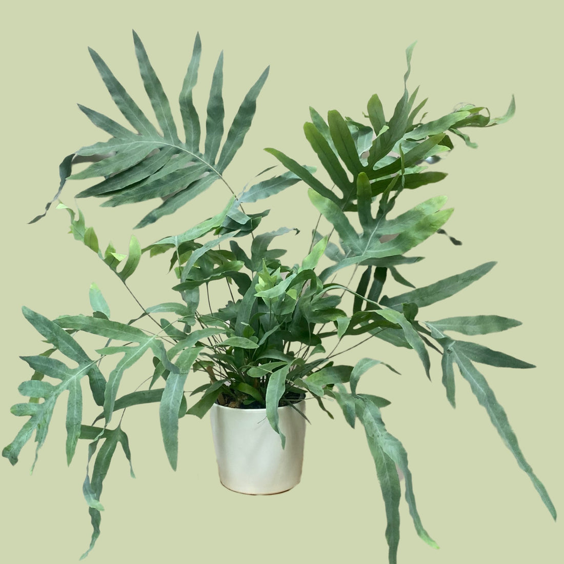 Blue Star Fern with Pot - The Flower Crate