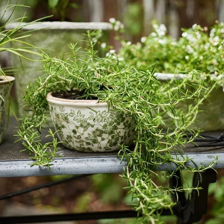 Botanical Plant Pot - The Flower Crate