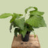 Calathea Musaica - The Network Plant - The Flower Crate