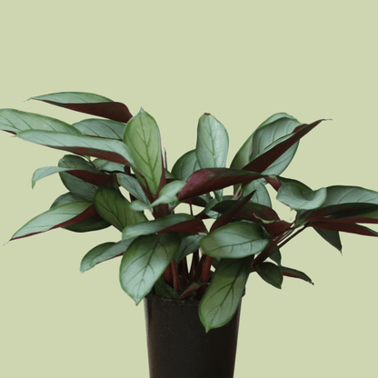 Ctenanthe Grey Star - The Flower Crate