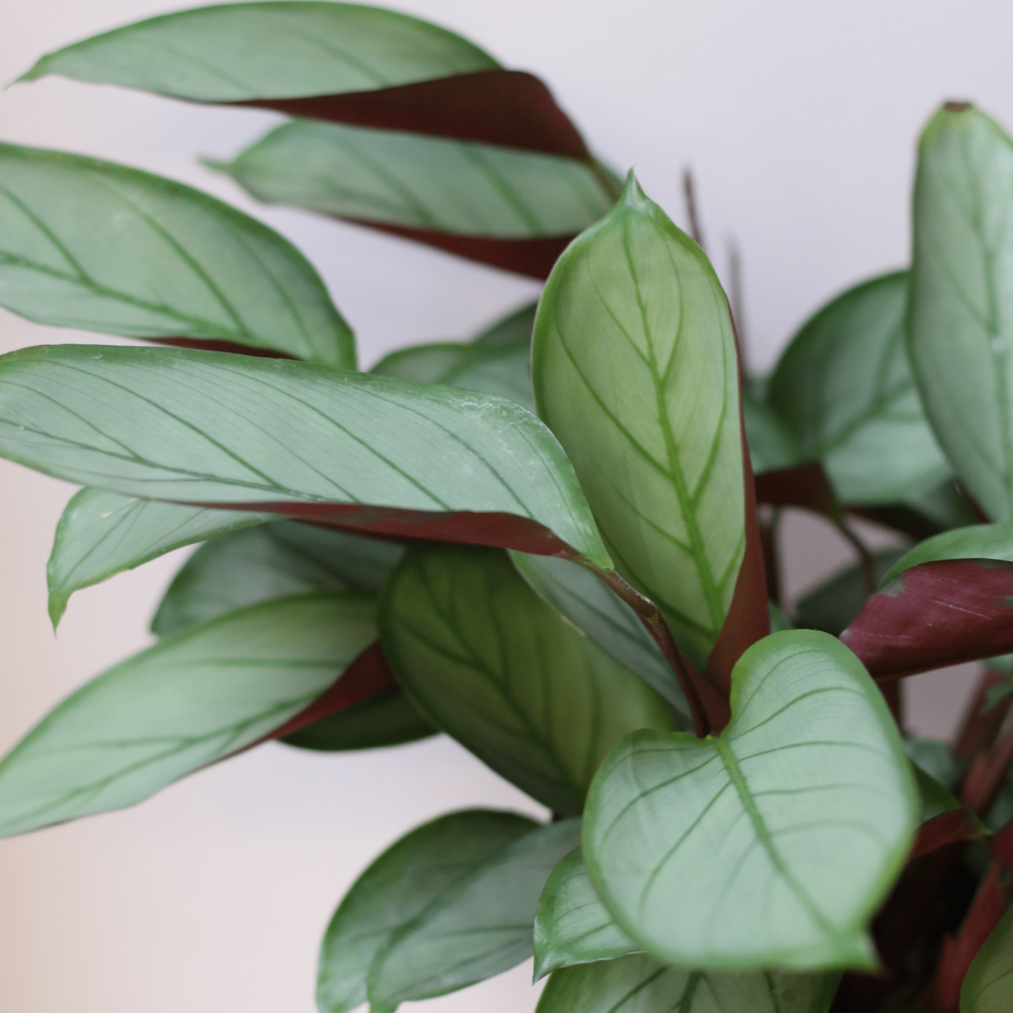 Ctenanthe Grey Star - The Flower Crate