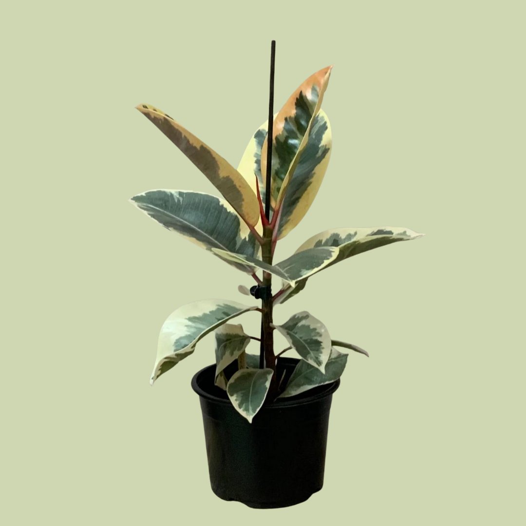 Ficus Elastica - Tineke - The Flower Crate