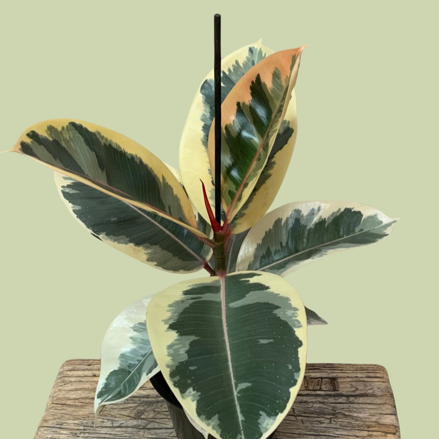 Ficus Elastica - Tineke - The Flower Crate