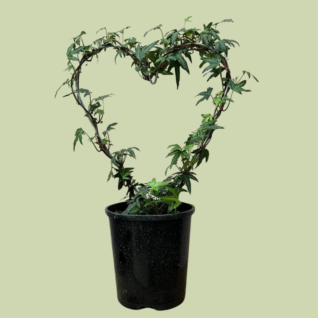 Hedera On Wire Heart - The Flower Crate