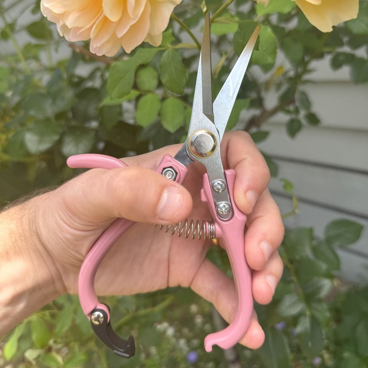 Indoor Plant Snips, Dusty Rose - The Flower Crate