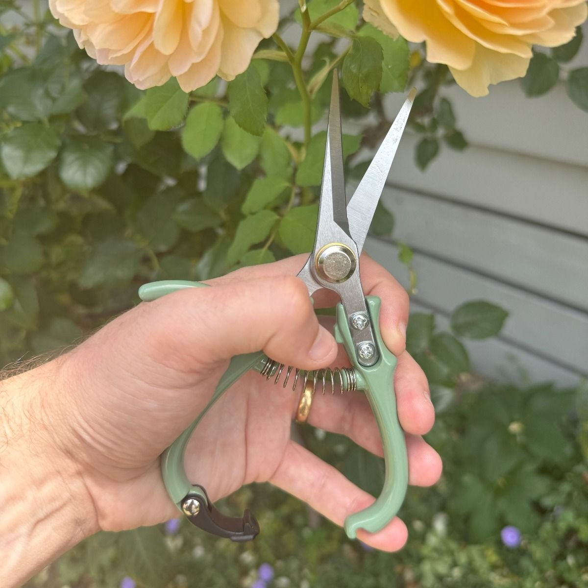 Indoor Plant Snips, Eucalyptus - The Flower Crate