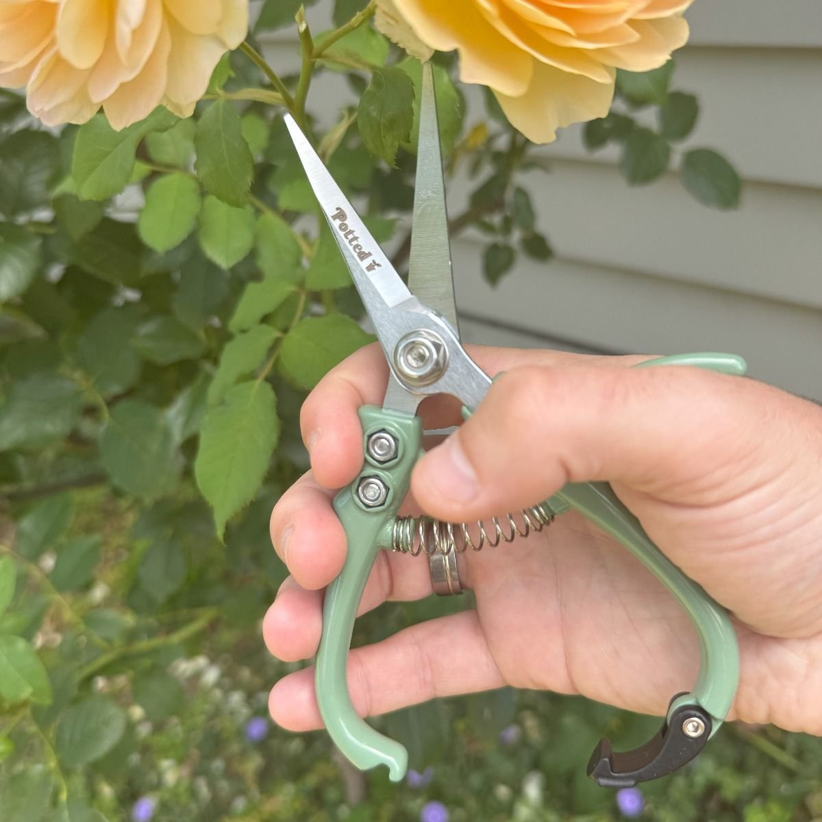 Indoor Plant Snips, Eucalyptus - The Flower Crate