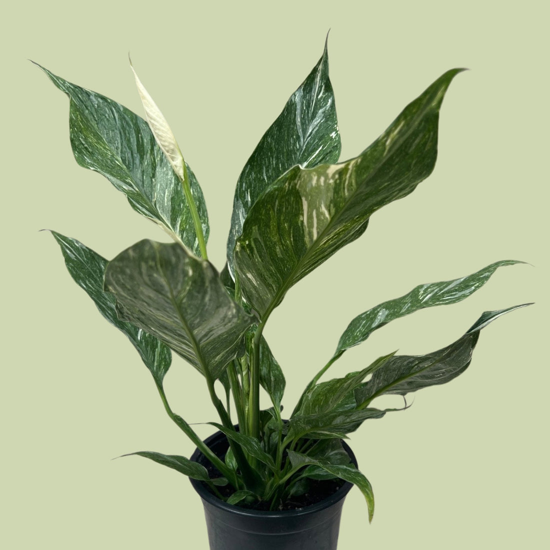 Jet Variegated Spathyphyllum (Peace Lily) - The Flower Crate