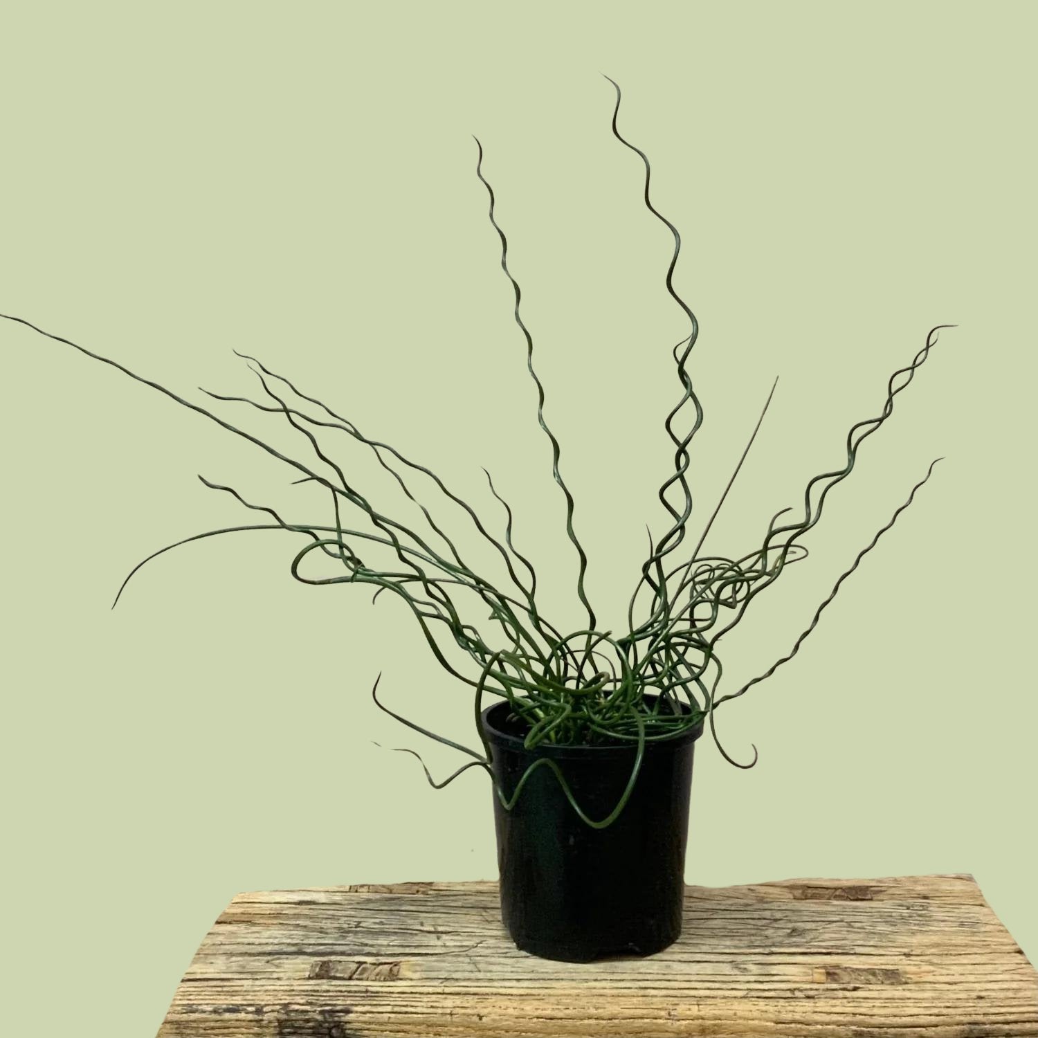 Juncus - Corkscrew Rush - The Flower Crate