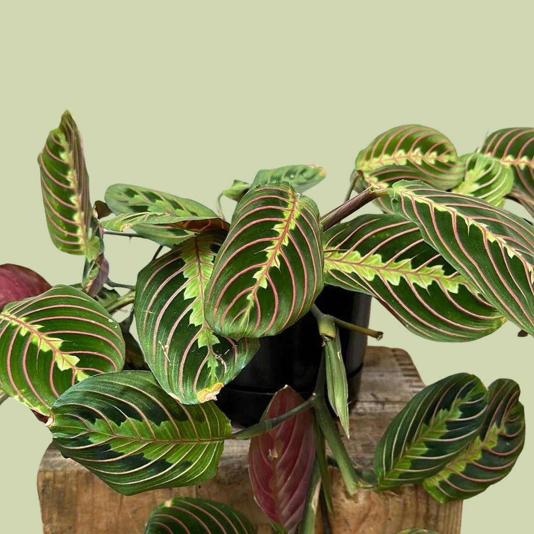 Maranta Leuconeura Hanging Basket - The Flower Crate