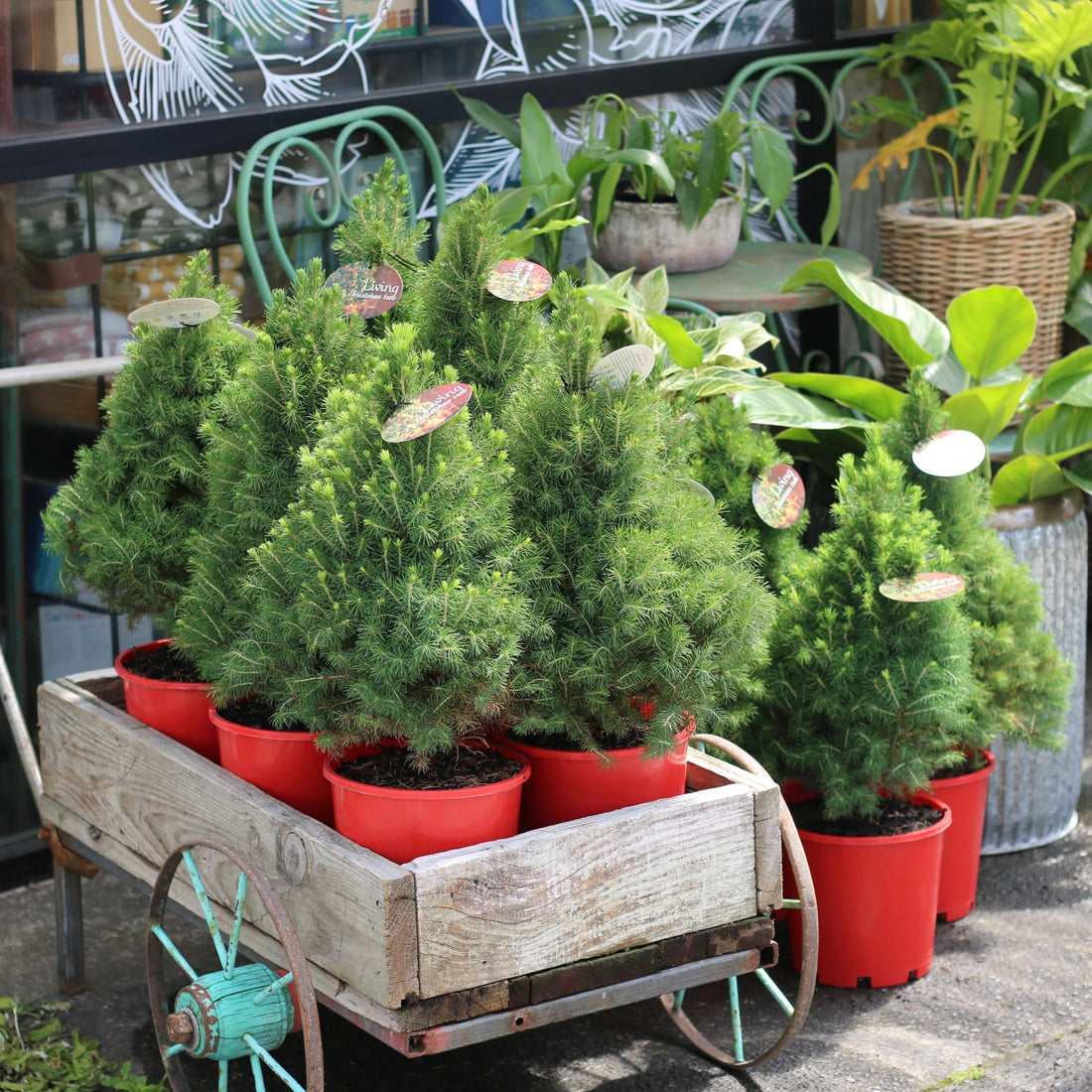 Mini Living Christmas Tree - The Flower Crate