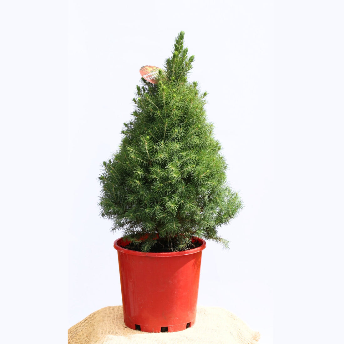 Mini Living Christmas Tree - The Flower Crate