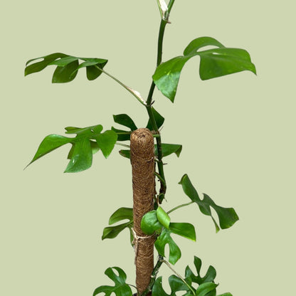 Monstera Minima (with climbing pole) - The Flower Crate