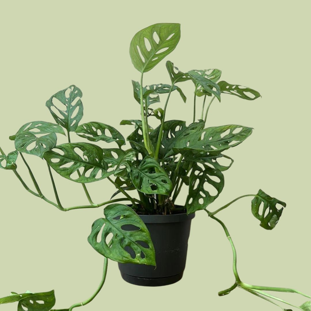 Monstera Monkey Mask - The Flower Crate