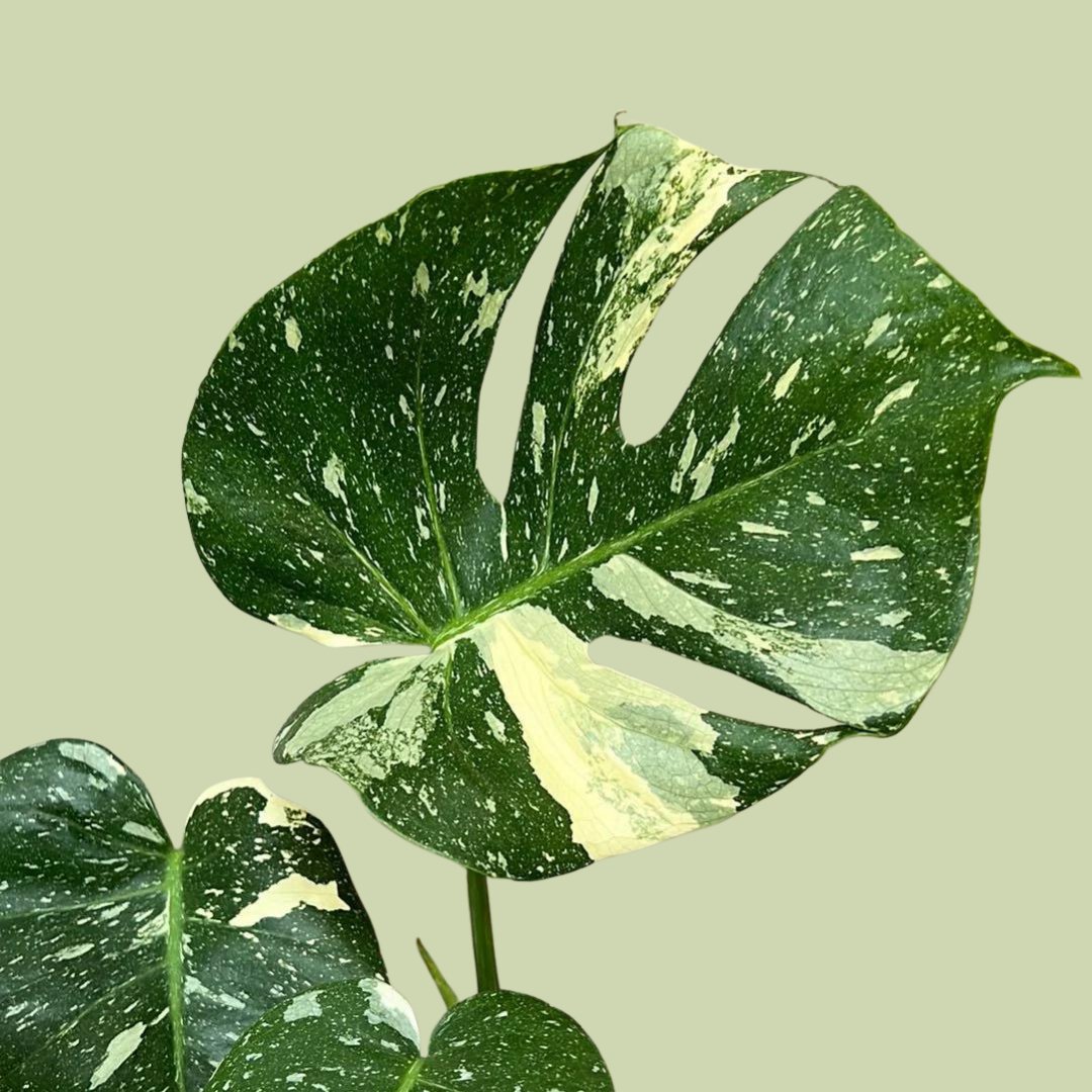 Monstera Variegated Thai Constellation - The Flower Crate