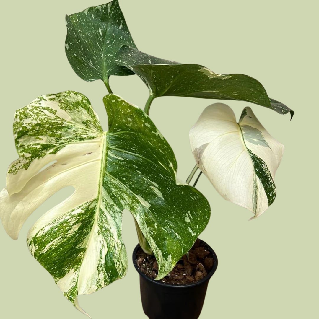 Monstera Variegated Thai Constellation - The Flower Crate