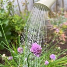 Outdoor Watering Can - The Flower Crate