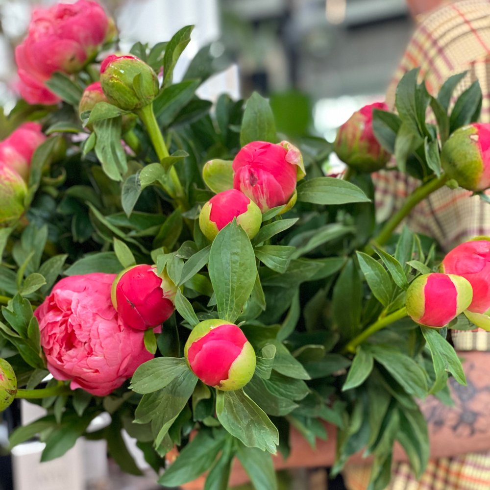 PEONIES - The Flower Crate