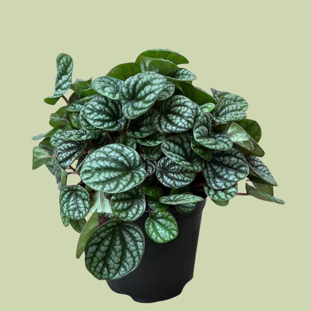 Peperomia Burbella - The Flower Crate