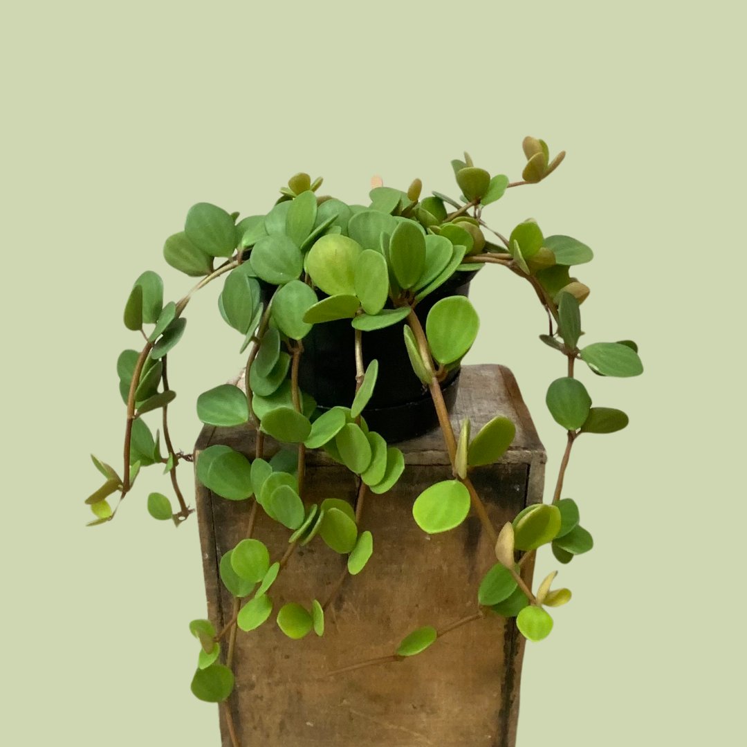 Peperomia Hope - The Flower Crate