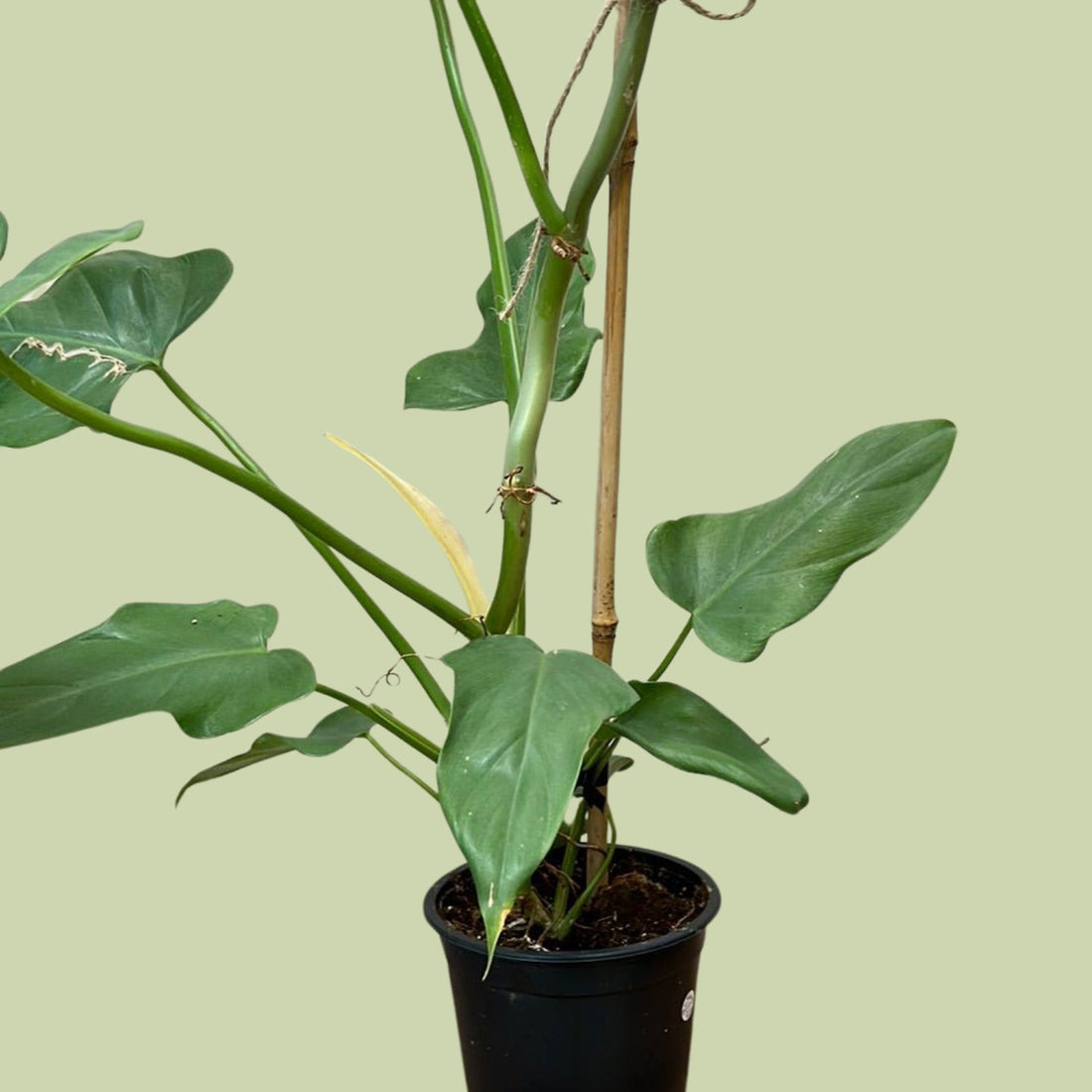 Philodendron Aurea - The Flower Crate