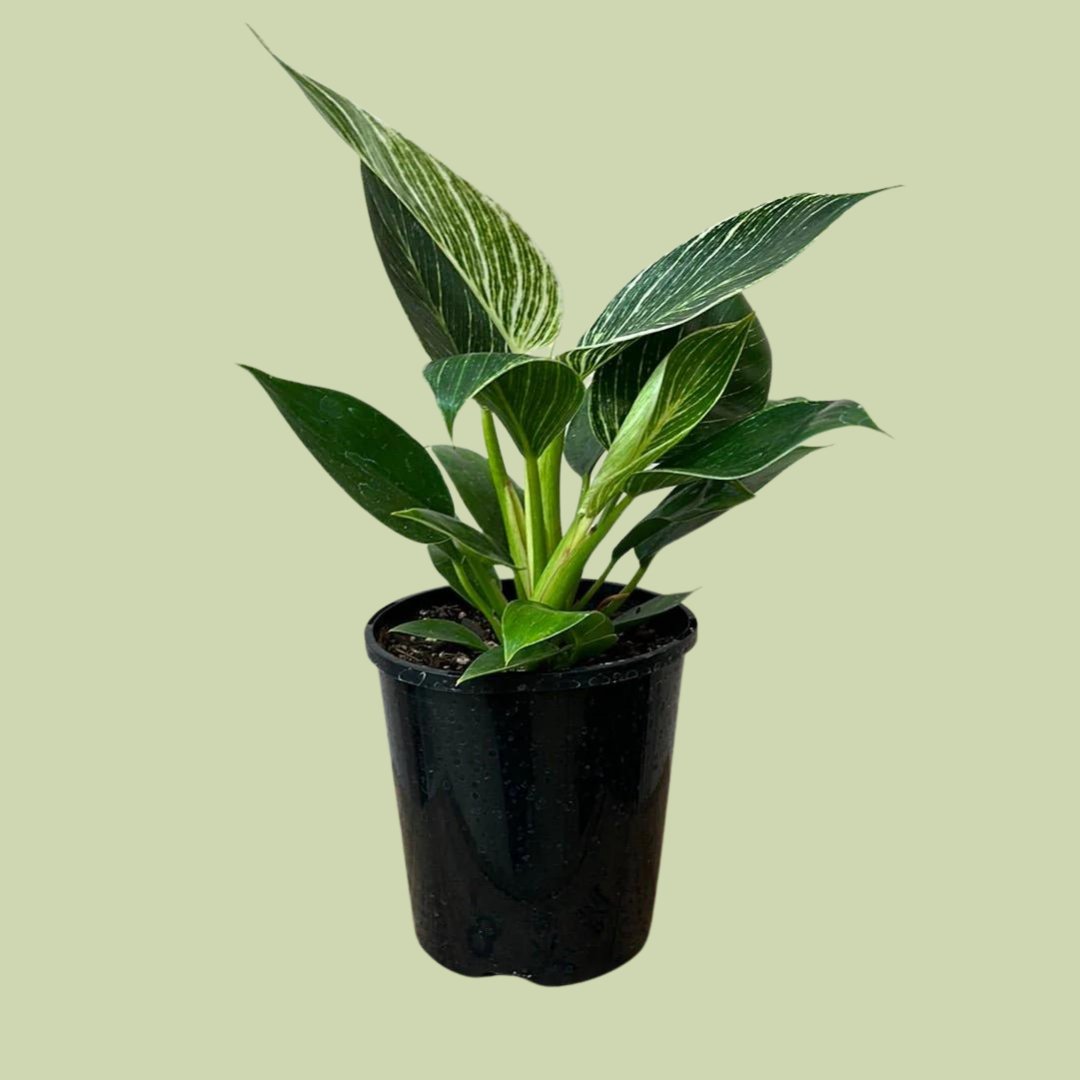 Philodendron Birkin - The Flower Crate