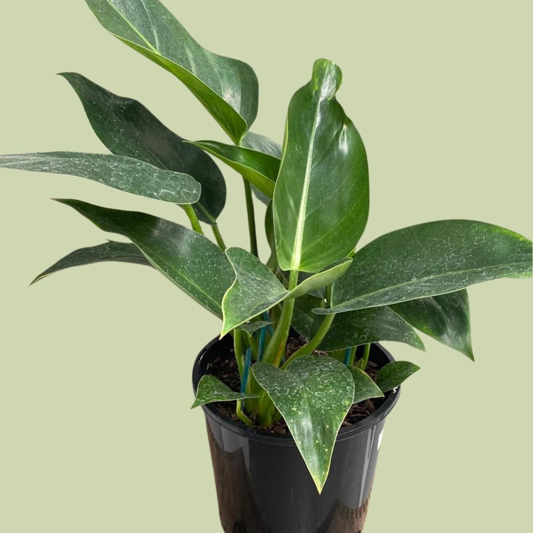 Philodendron Green Princess - The Flower Crate