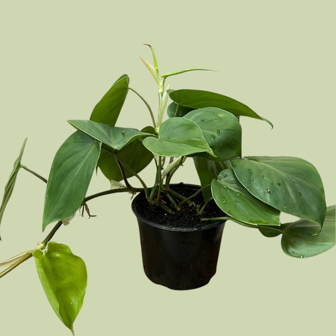 Philodendron Hanging Heart - The Flower Crate