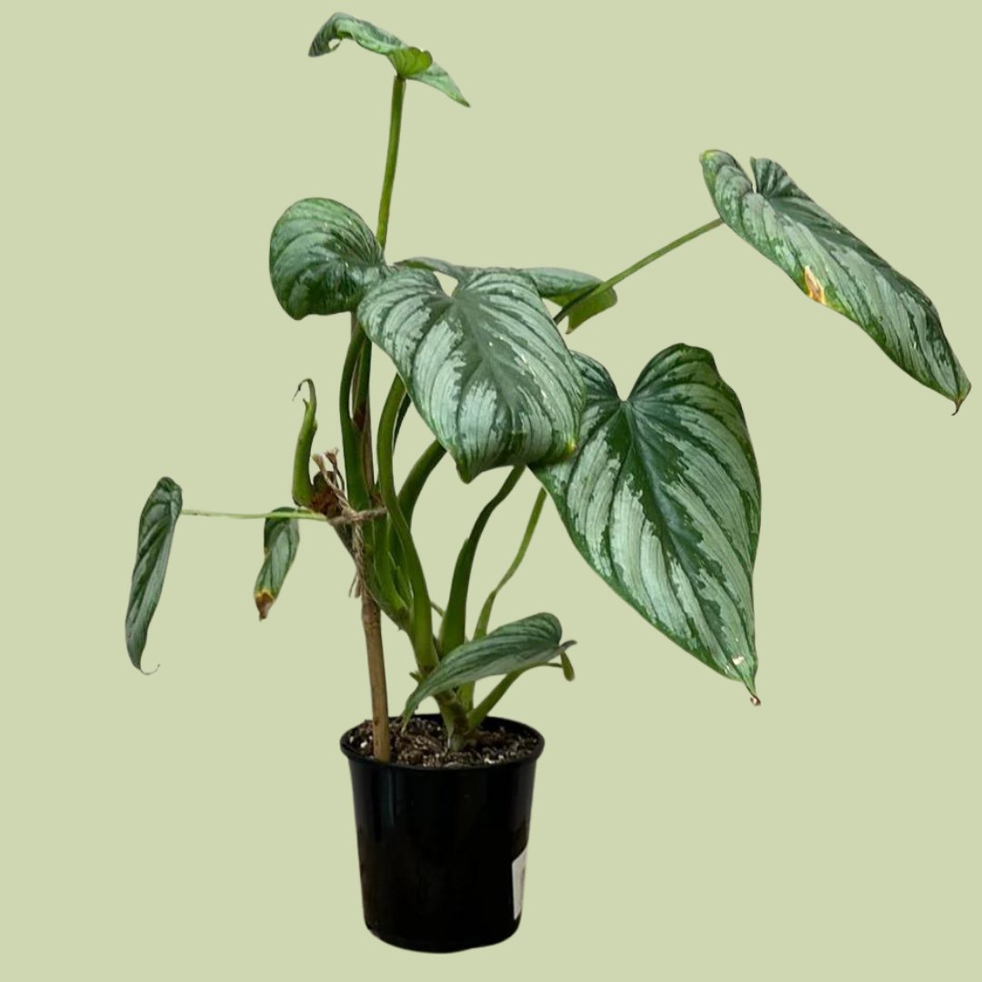 Philodendron Mamei - The Flower Crate