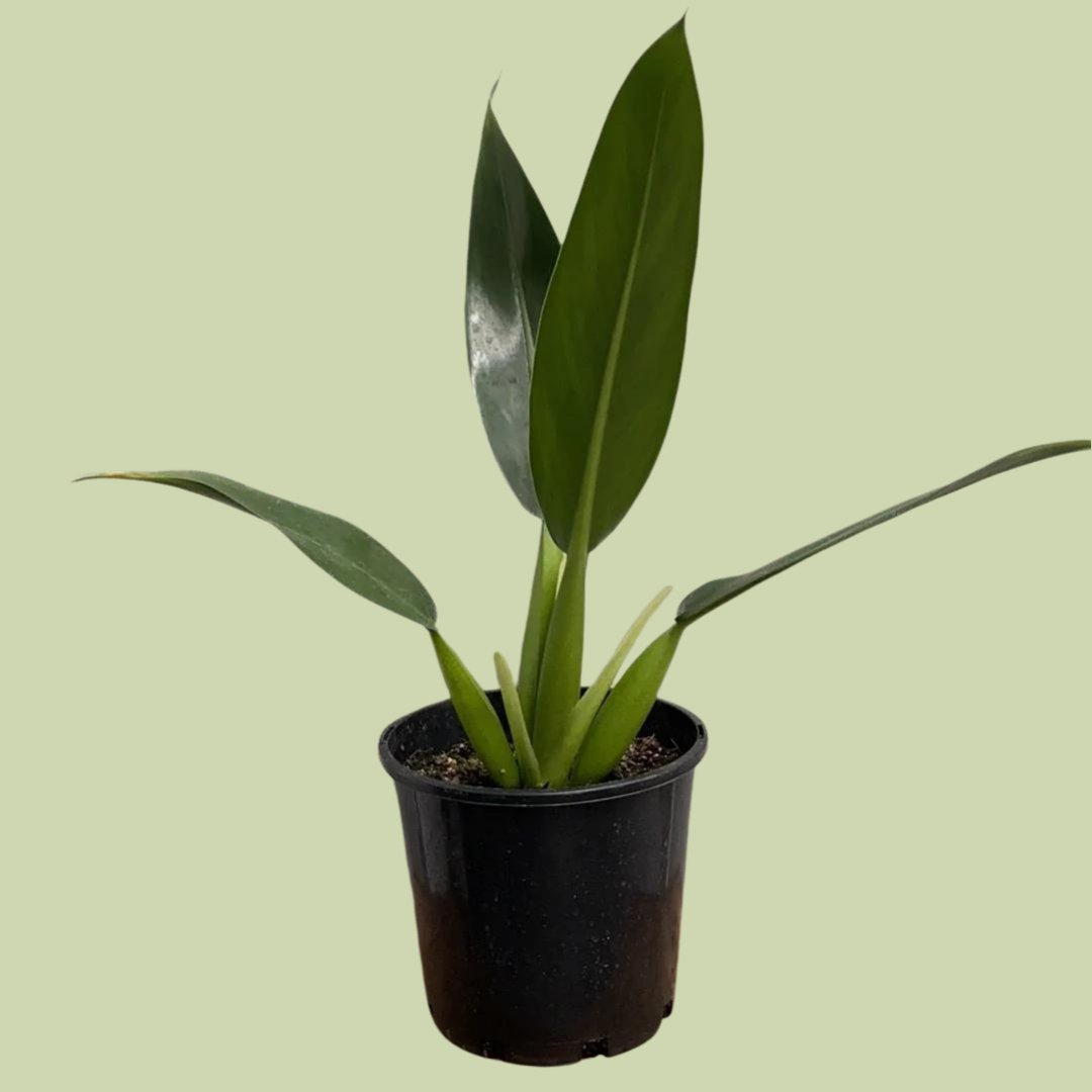 Philodendron martinaum Fat Boy - The Flower Crate