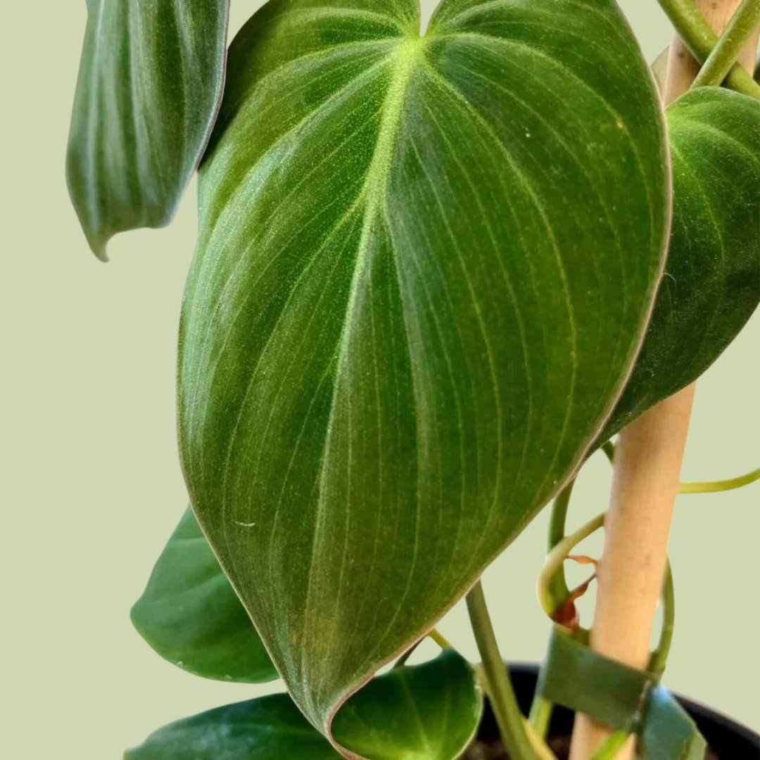 Philodendron Micans - Velvet Leaf - The Flower Crate