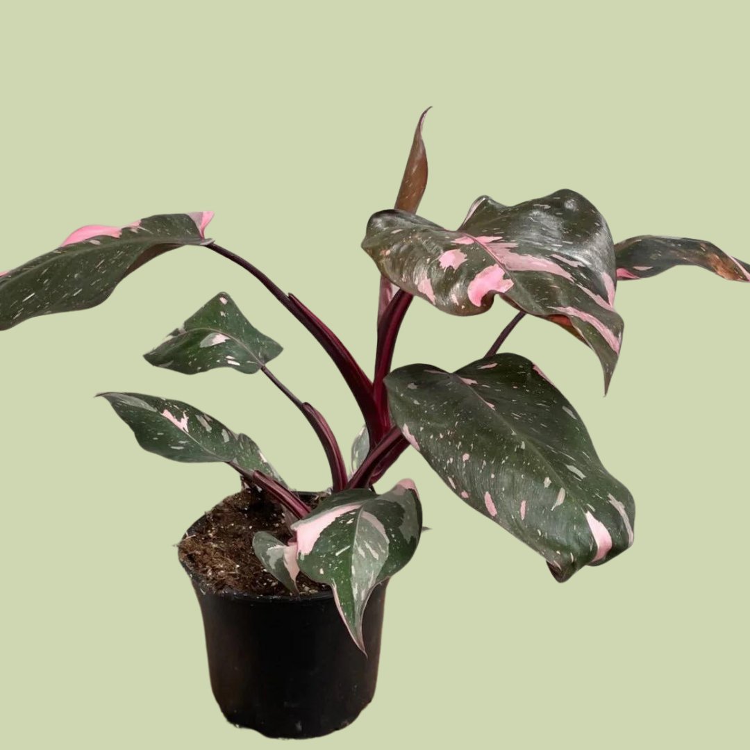 Philodendron Pink Princess - The Flower Crate