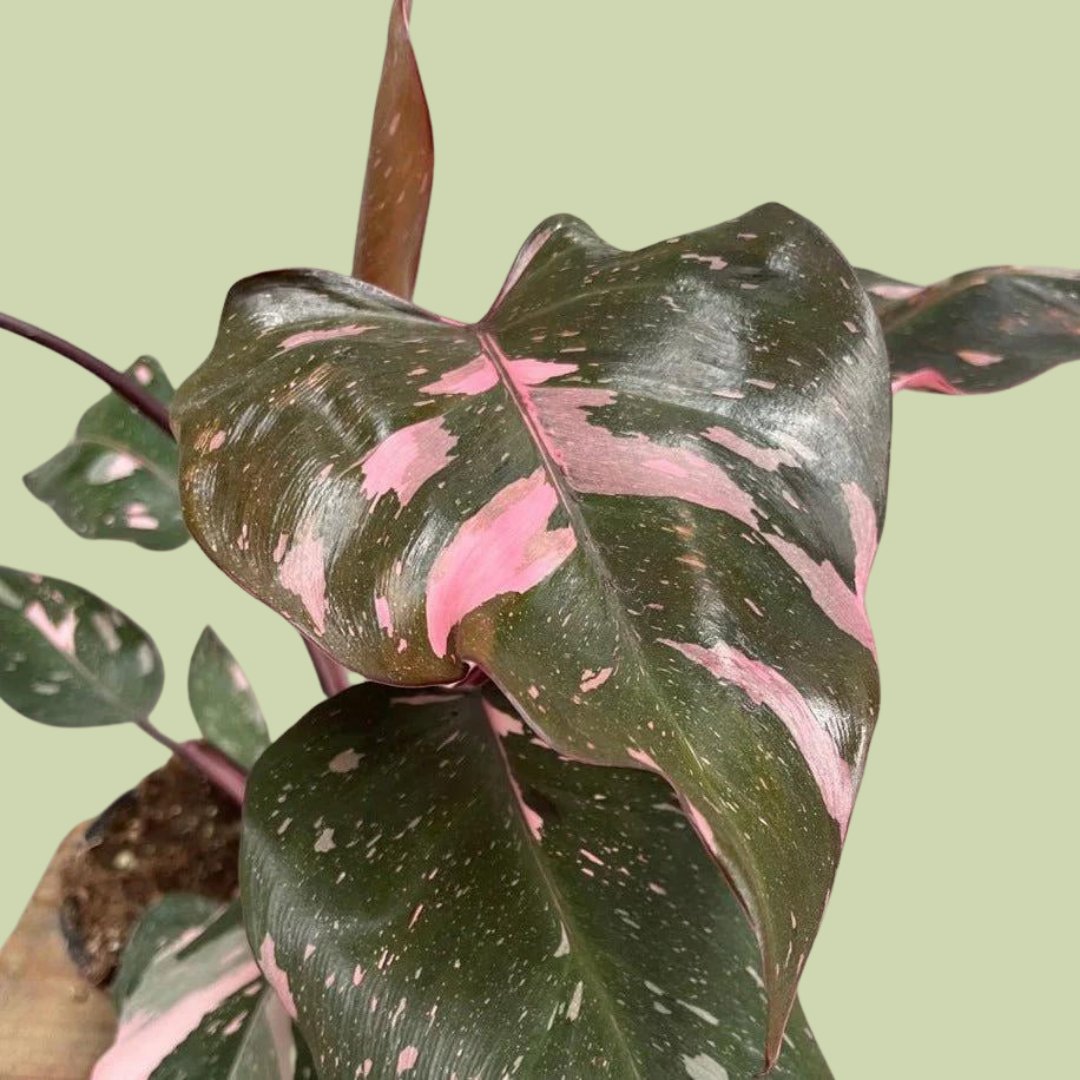 Philodendron Pink Princess - The Flower Crate