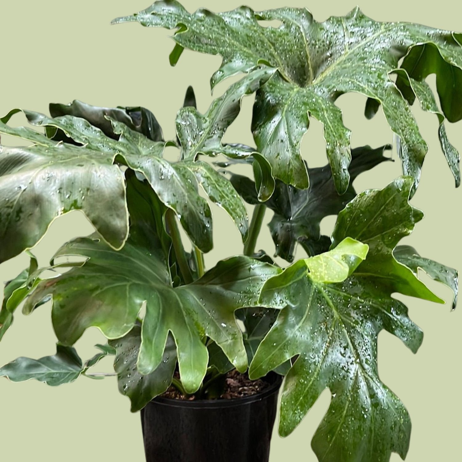 Philodendron selloum - The Flower Crate