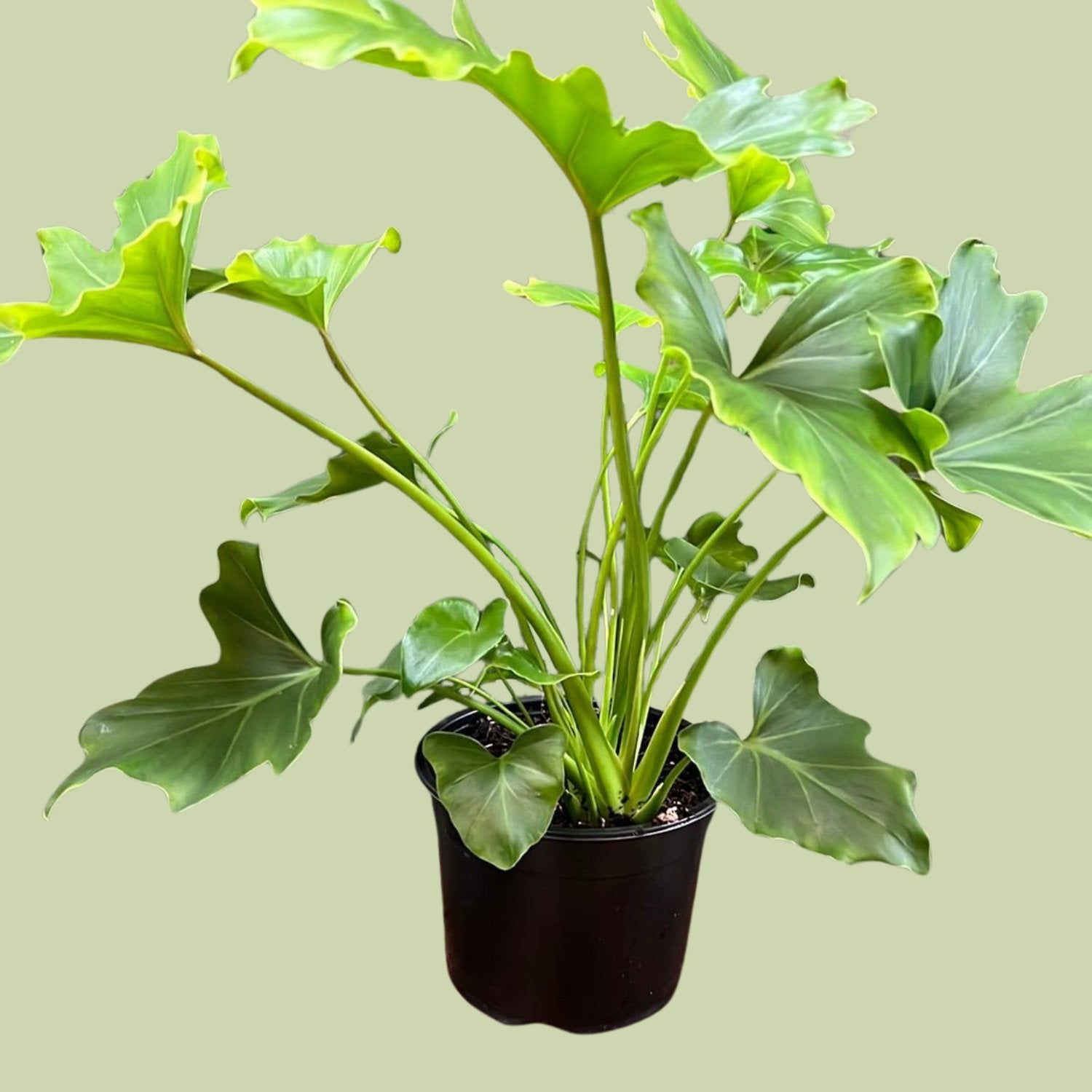 Philodendron selloum - The Flower Crate