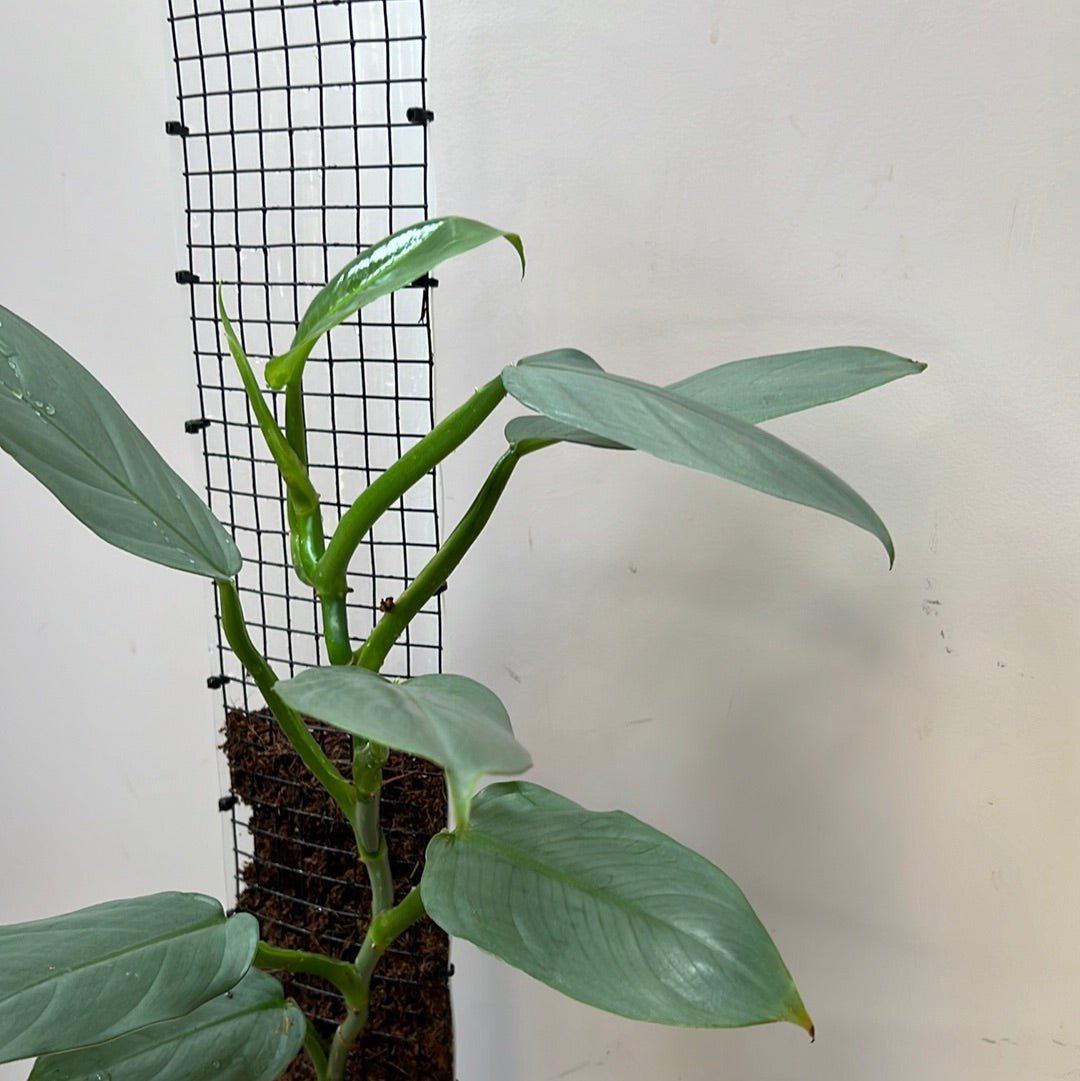 Philodendron Silver Arrow - The Flower Crate