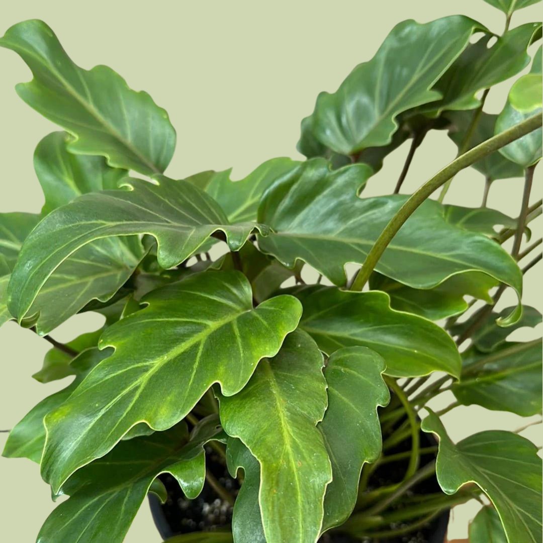 Philodendron Xanadu - The Flower Crate