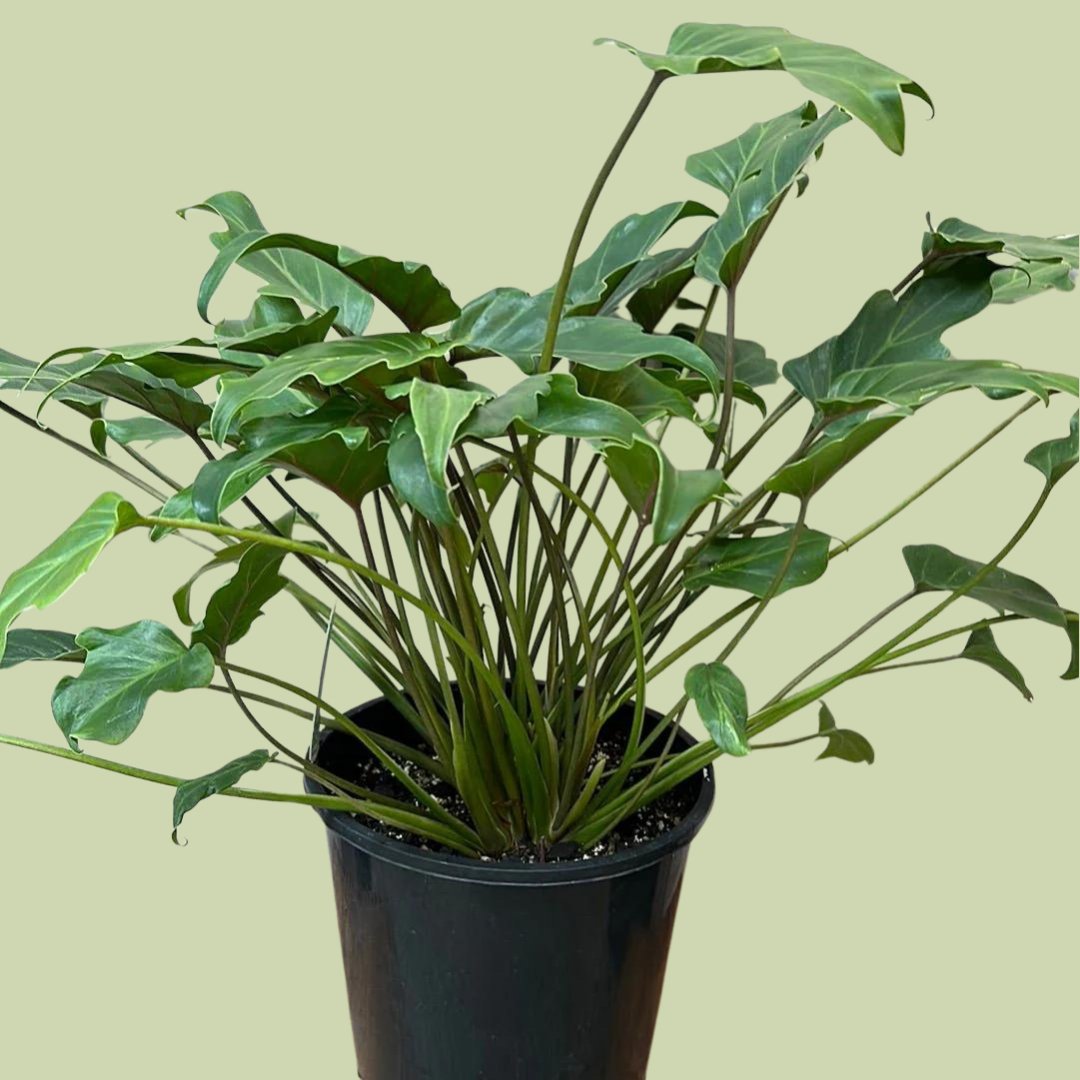 Philodendron Xanadu - The Flower Crate