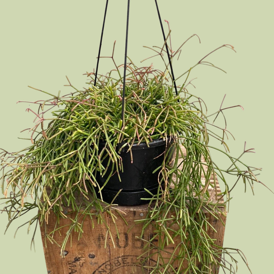 Rhipsalis capilliformis - The Flower Crate