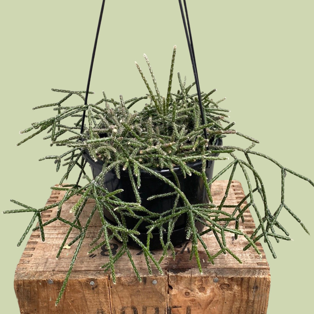 Rhipsalis Horrida, Mouse Tail Cactus - The Flower Crate