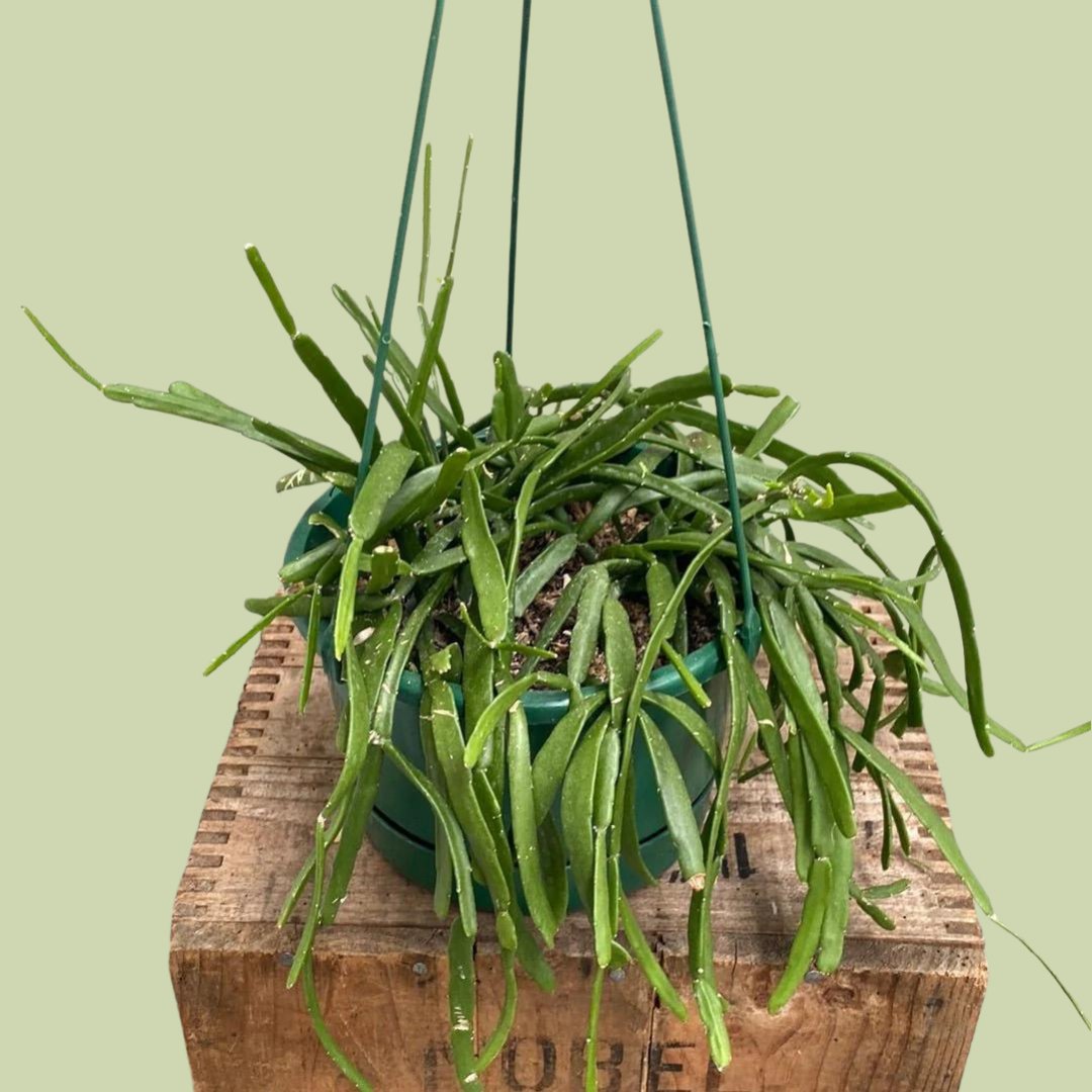 Rhipsalis paradoxa - Inch Plant - The Flower Crate