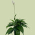 Royal Spathiphyllum ( Peace Lily) - The Flower Crate