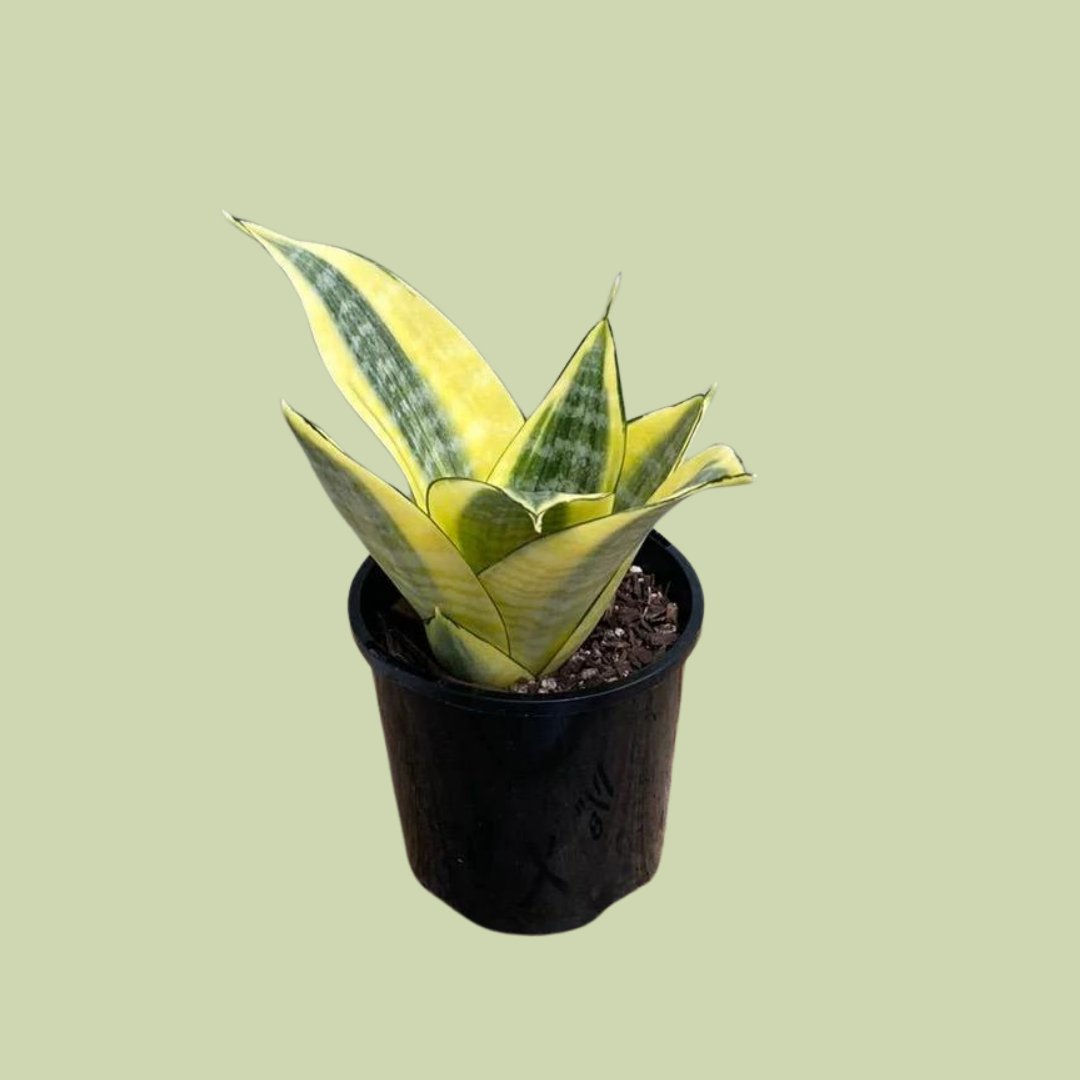 Sansevieria Varieties - 11cm - The Flower Crate