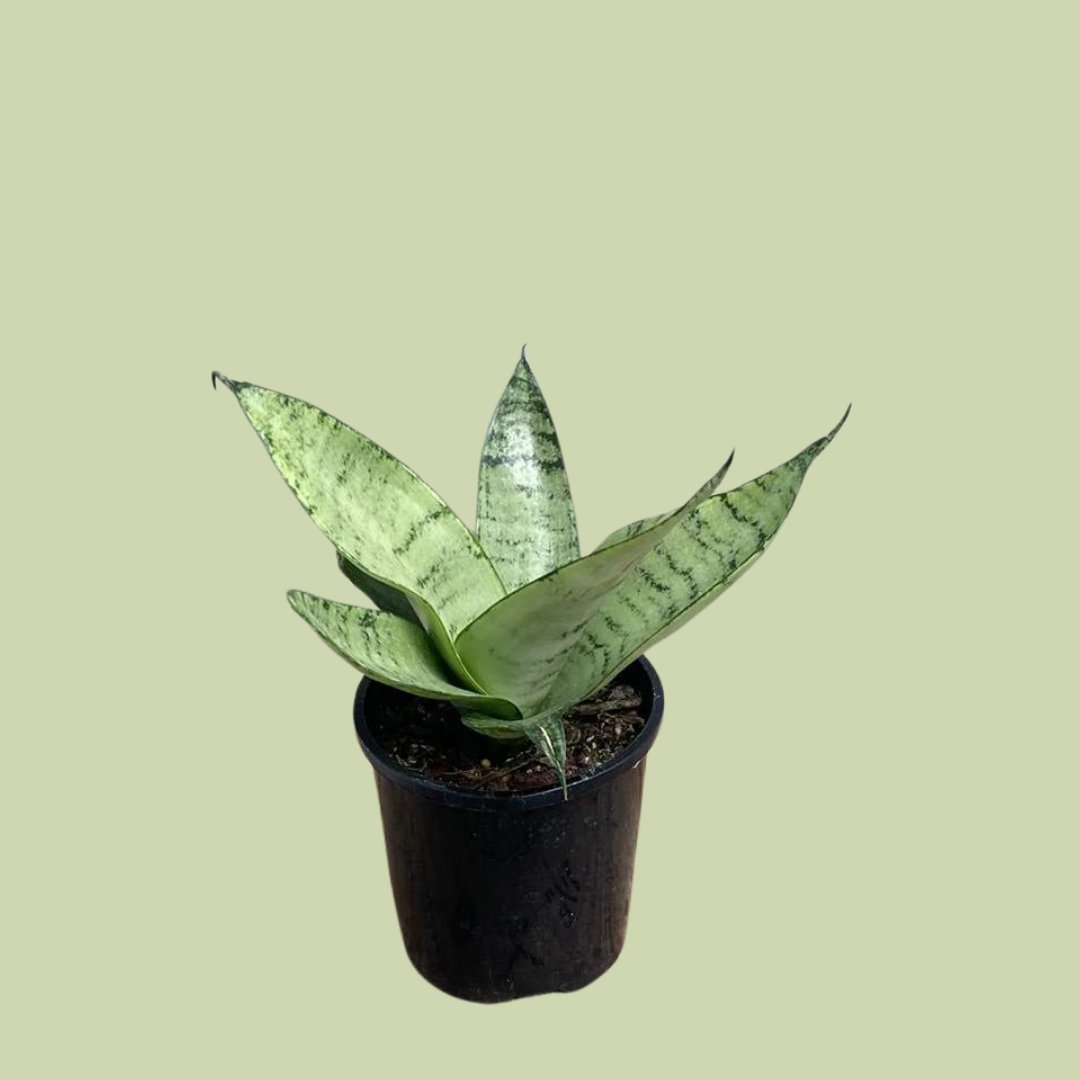 Sansevieria Varieties - 11cm - The Flower Crate