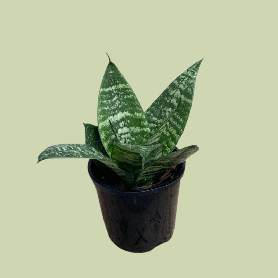 Sansevieria Varieties - 11cm - The Flower Crate