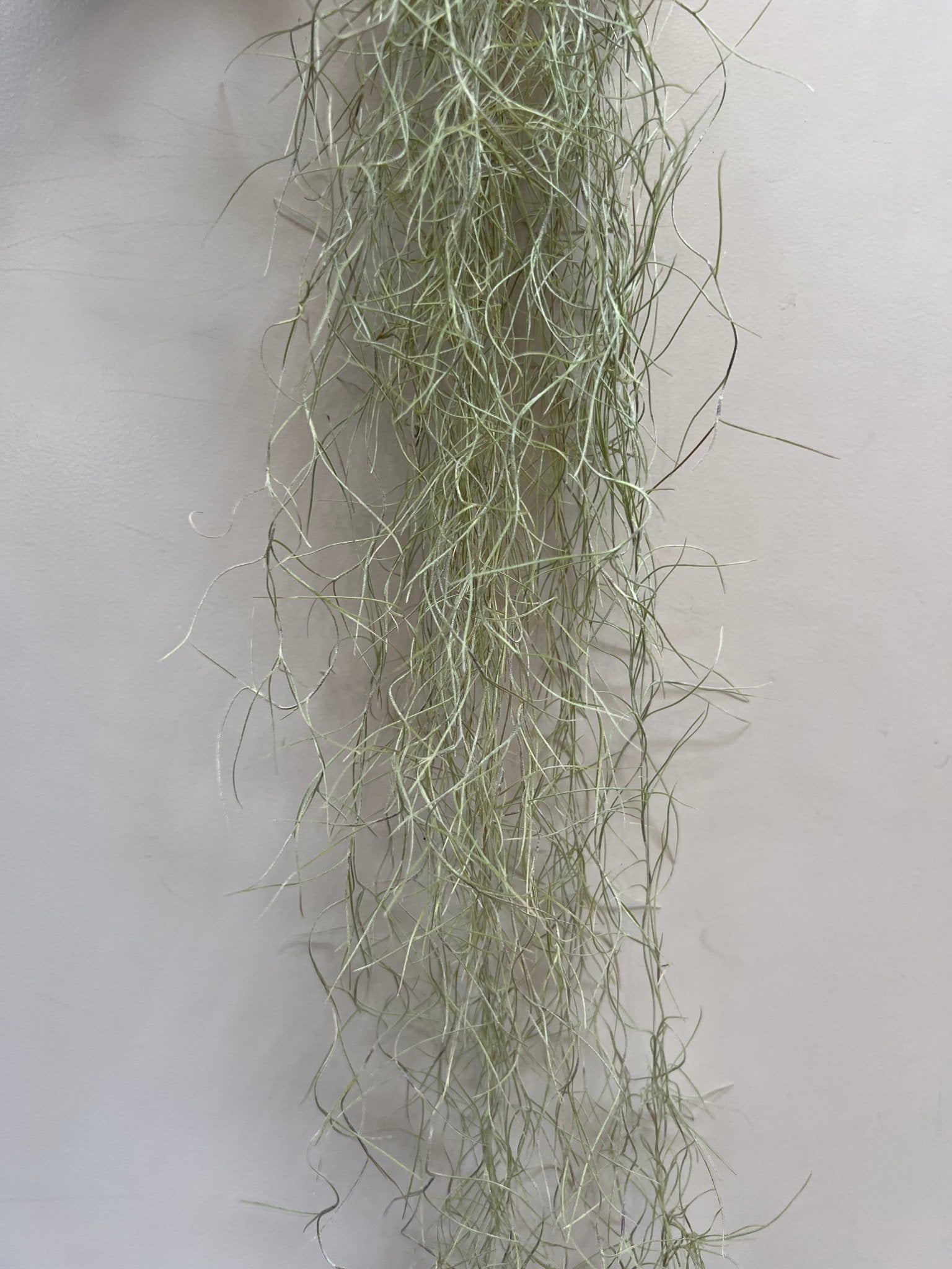 Spanish Moss Air Plant - The Flower Crate