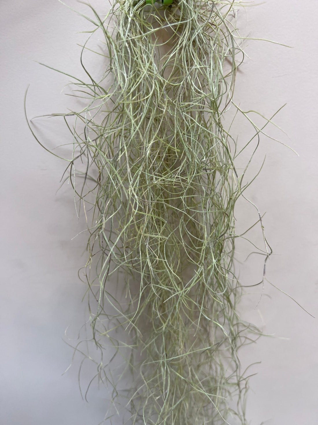 Spanish Moss Air Plant - The Flower Crate